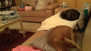 3 sleeping kitties