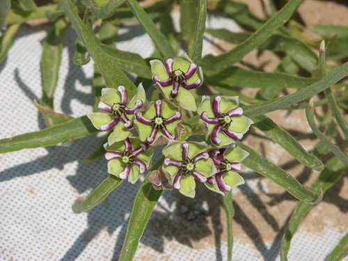 A spider milkweed flowering in early July at the NRCS Plant Materials Center in Las Lunas, N.M. NRCS photo.
