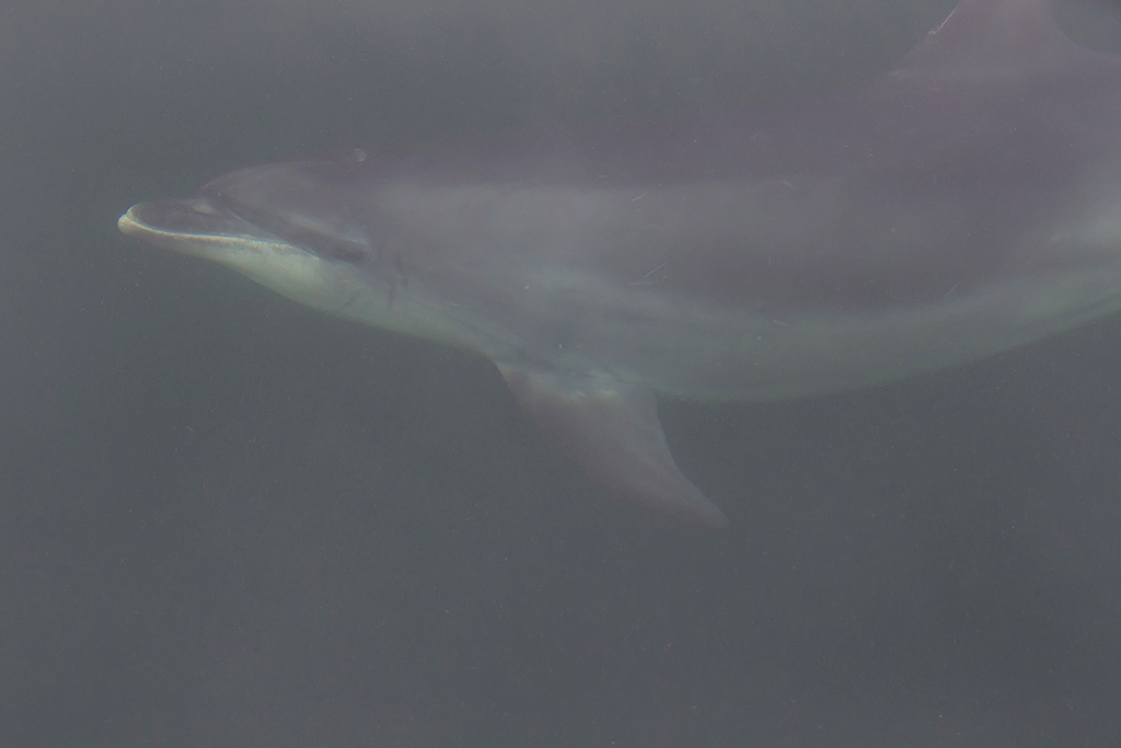 Bottlenose Dolphin   Liverpool Bay