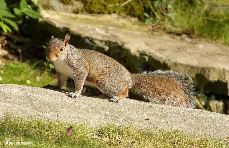 P1070956 - Squirrel, Conwy Valley