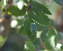 Green shield bug - Palomena prasina and some spider ...