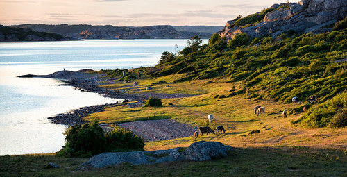 sunset sea summer beach coast cow sweden ko sverige bohuslän västkusten fjällbacka västragötalandslän veddö långesjö