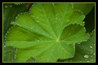 Ladys Mantel Leaf With Dew Drops
