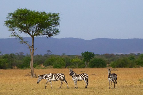 africa tanzania safari zebras