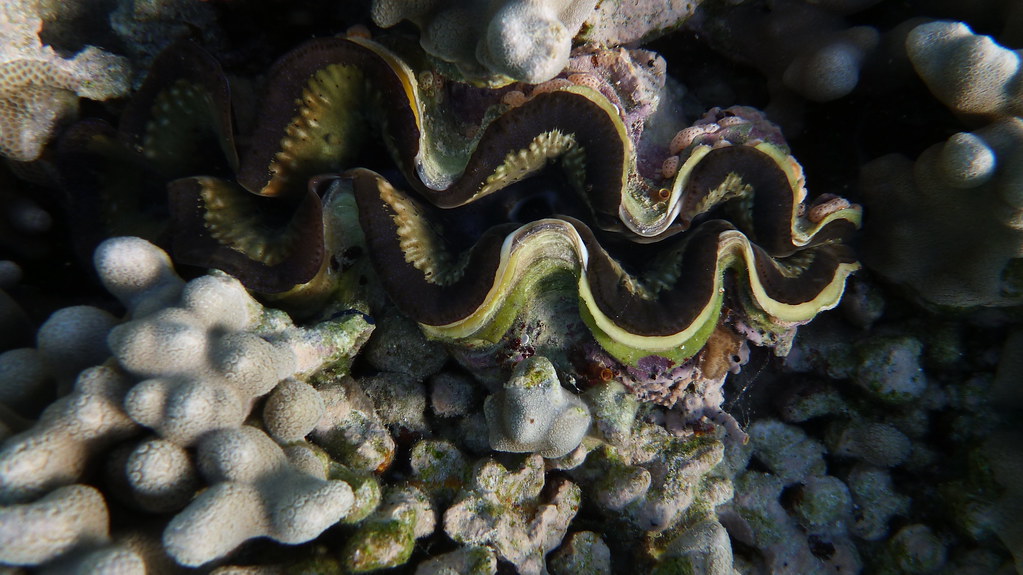 australia, fraser coast, flight, great barrier reef, lady elliot island, queensland, snorkelling, green turtle, 