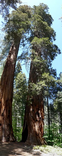 california travel summer vacation usa america nps trails worldheritagesite yosemite yosemitenationalpark nationalparks 2014 mercedgrovetrail sequoiasredwoods