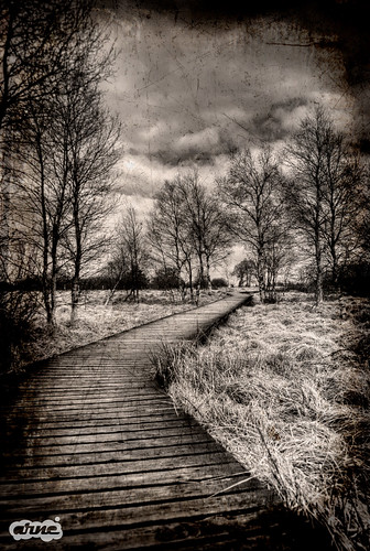 travel sky blackandwhite bw white black monochrome sepia forest landscape woods belgium outdoor path walk sony alpha hdr sal18200 minoltaamount sonyamount dslra230