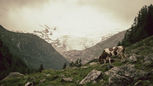 alps nature canon landscape austria kuh cow österreich wiesen alm alpen landschaft wandern weiden trecking kokorage woistheidi