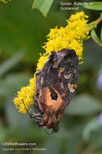 Spider and Butterfly on Goldenrod