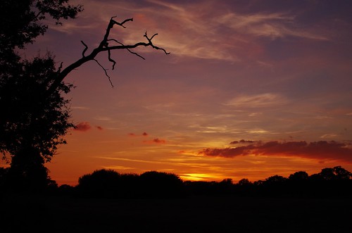 trees light sunset sky orange sun colour silhouette clouds shropshire pentax harvest shrewsbury fields k30