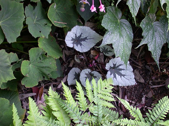 Begonia hybrid