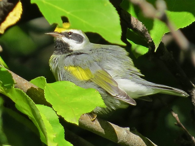 Golden-winged Warbler at Ewing Park in Normal, IL 02