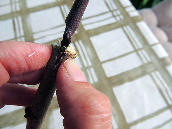 Inserting a twig in the center of a cut branch.