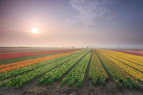morning sun mist netherlands field village tulip keukenhof zuidholland lisse bollenstreek