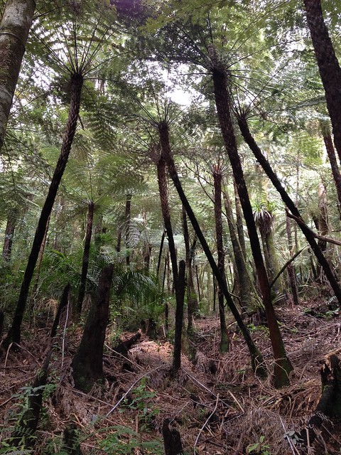 Pukenui Forest, gully tree ferns