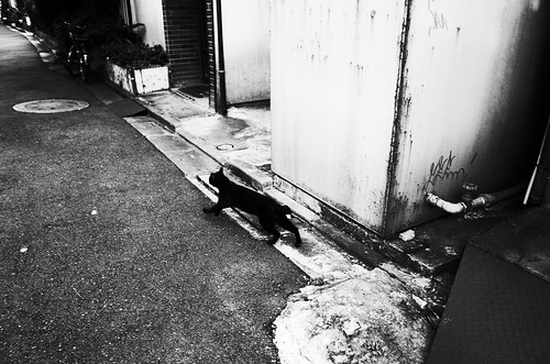 Cat in Kitasenju
