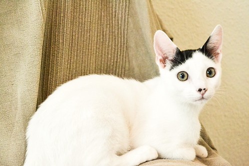 Carlo, gatito blanco con toque negro tímido y muy bueno esterilizado, nacido en Junio´14, en adopción. Valencia. ADOPTADO. 15235910060_46c366d31e
