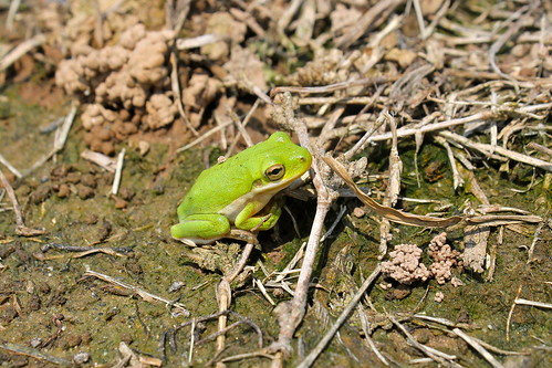 park state wildlife amphibian frog arkansas toltecmounds