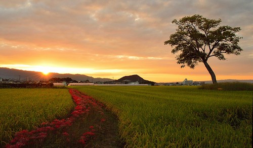 sunset field japan 夕景 奈良 彼岸花 古宮遺跡