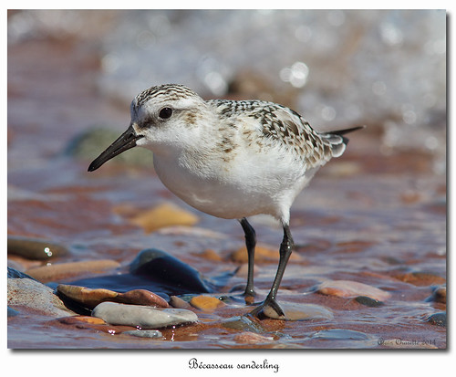 birds oiseaux sanderling shorebirds calidrisalba bécasseausanderling limicoles paspébiac salmo52 alaincharette