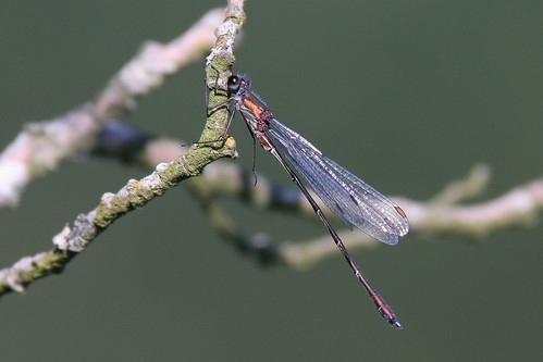 Willow Emerald Damselfly