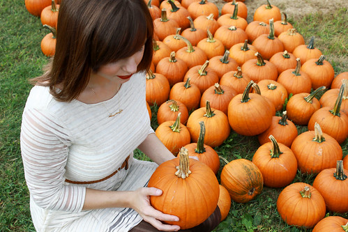 pumpkins, pumpkin patch, pumpkin picking, sugar pumpkins, small pumpkins