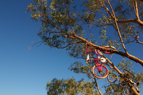 Bicycle Tree