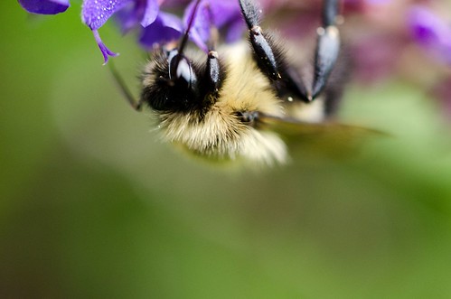 Bee, macro