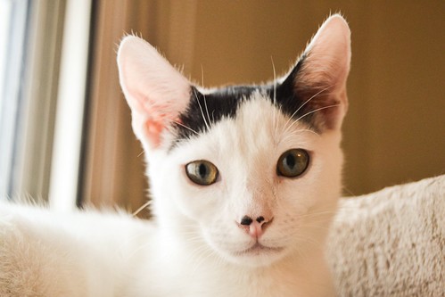 Carlo, gatito blanco con toque negro tímido y muy bueno esterilizado, nacido en Junio´14, en adopción. Valencia. ADOPTADO. 15399575926_ce7aa0e249