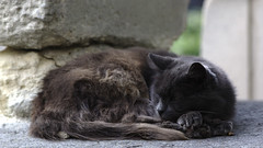 Grumpy Old Cat - Photo of Dugny