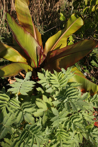 Red Banana and melianthus major