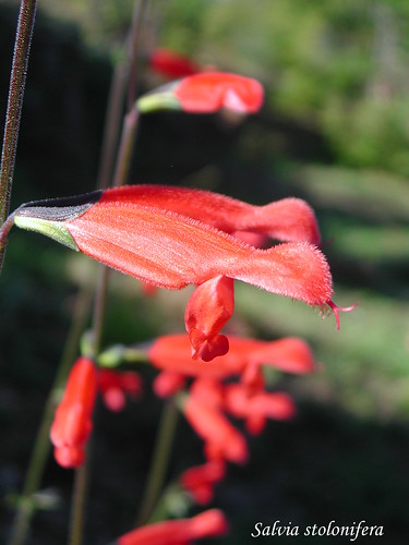 Salvia stolonifera