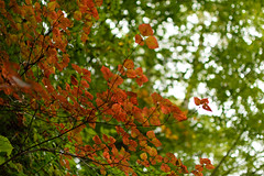 Red leaves appear in green