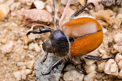

Dung beetles, chafers; antennae distinctly clubbed, elytra slightly shortened, exposing tip of abdomen