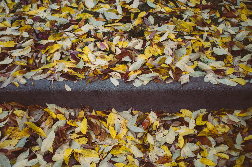 Leaves and Curb