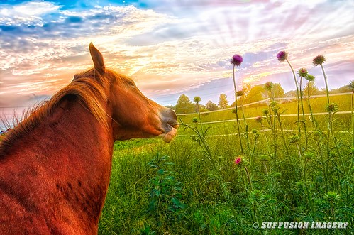 sunset horses animals clouds nikon unitedstates kentucky bloomfield bardstown tokina1224mm d7000