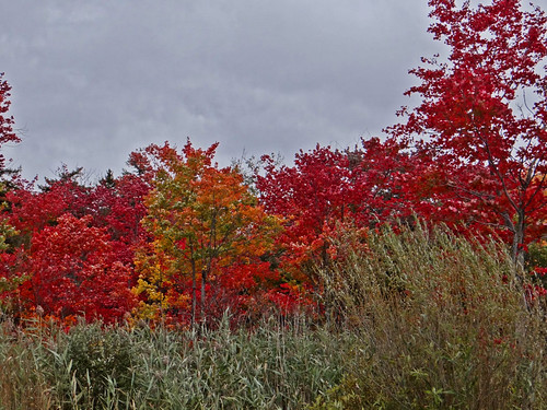autumn fall leaves adirondacks upstateny