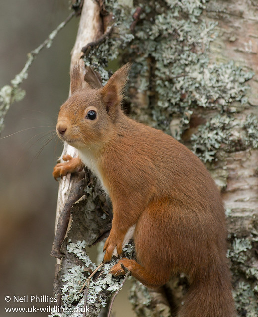 red squirrel-6