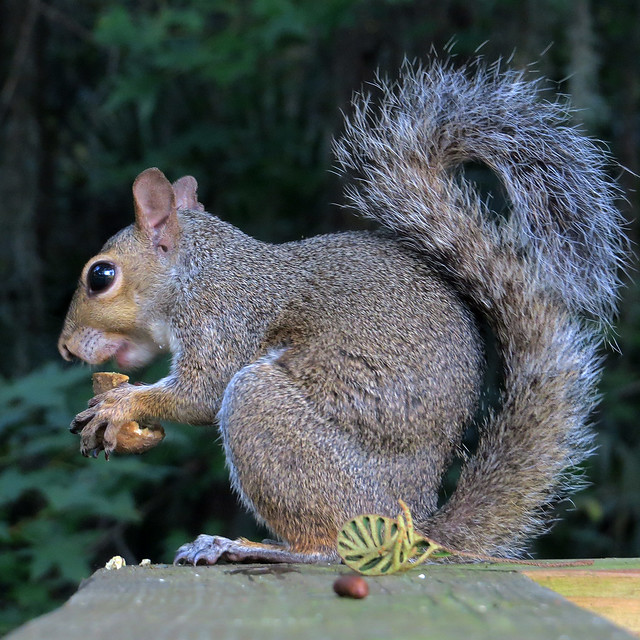 Eastern Gray Squirrel | Sciurus carolinensis