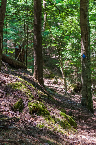 nature forest outdoors nikon hiking brush trail nikkor d300 silentlakeprovincialpark 2470mmf28g nikkor2470mm