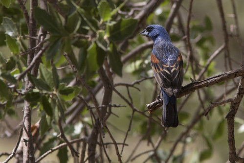 passerinacaerulea bluegrosbeak bird ave picogordoazul picogruesoazul nature naturaleza fauna wildlife
