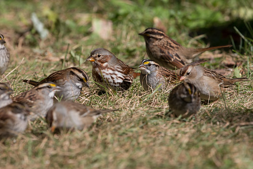 Fox, White-throated, and White-crowned Sparrows