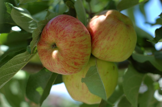 Apples on our neighbors' tree by Eve Fox, the Garden of Eating, copyright 2007