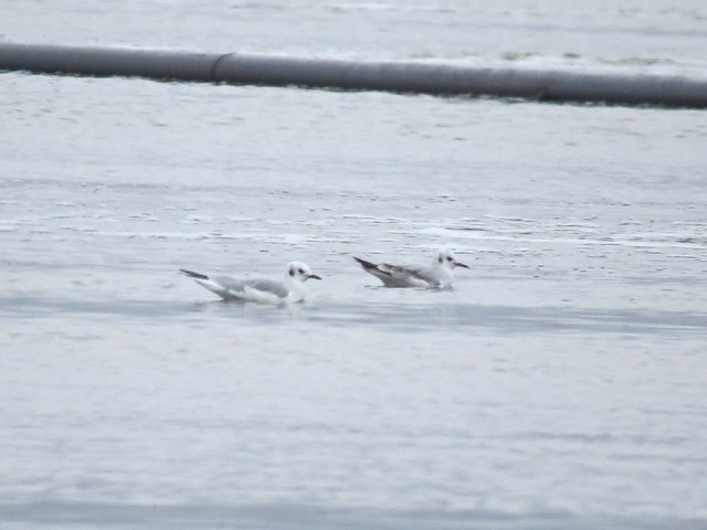 Bonaparte's Gull at Gridley Wastewater Treatment Ponds