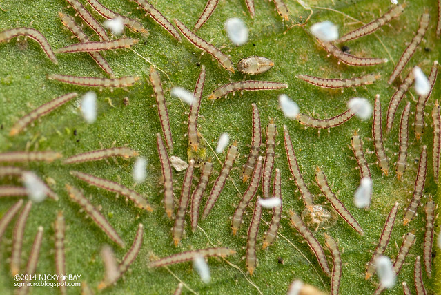Mantisfly larvae (Mantispidae) - DSC_6084