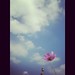 午间遇见的花 #korea #incheon #sky #cloud #flower #iphone #iphonography #easy