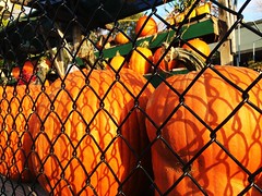 Pumpkinseed behind a fence