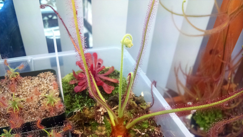 Drosera spiralis flower stalk.