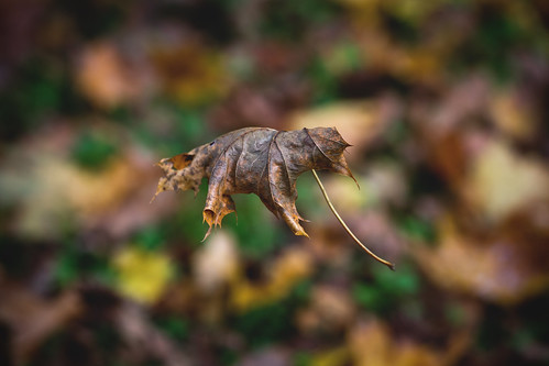 autumn fall leaf herbst blatt freefall freierfall
