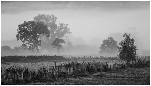 trees mist monochrome wales landscape dawn